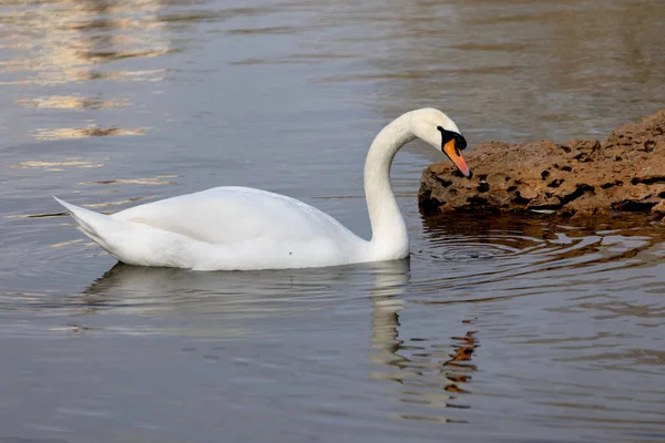 Los Cisnes Románticos Blancos Nadan Lago Del Parque Ciudad Los —  Fotos de Stock
