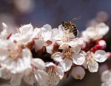 Uçan bir bal arısı, ağaçların bahar çiçeklerinden polen toplar. Arı bahar arkaplanı üzerinde uçuyor. Bahar, kiraz çiçeği ve bal arısı
