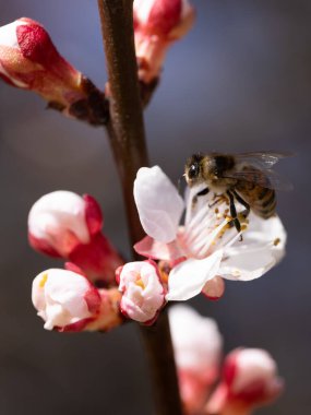 Uçan bir bal arısı, ağaçların bahar çiçeklerinden polen toplar. Arı bahar arkaplanı üzerinde uçuyor. Bahar, kiraz çiçeği ve bal arısı