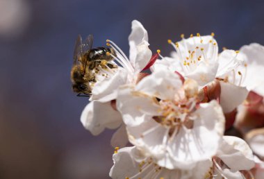 Uçan bir bal arısı, ağaçların bahar çiçeklerinden polen toplar. Arı bahar arkaplanı üzerinde uçuyor. Bahar, kiraz çiçeği ve bal arısı