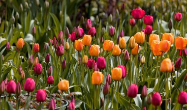 Renkli laleleri olan renkli bahar çiçek tarhı. Kırmızı ve sarı laleli çiçek tarhı. Laleli güzel kartpostal. Kartpostal tasarımı için bahar botanik arka planı