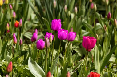 Renkli laleleri olan renkli bahar çiçek tarhı. Kırmızı ve sarı laleli çiçek tarhı. Laleli güzel kartpostal. Kartpostal tasarımı için bahar botanik arka planı