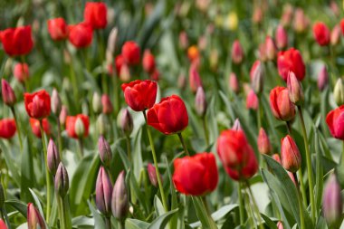 Renkli laleleri olan renkli bahar çiçek tarhı. Kırmızı ve sarı laleli çiçek tarhı. Laleli güzel kartpostal. Kartpostal tasarımı için bahar botanik arka planı