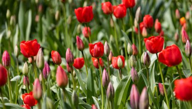 Renkli laleleri olan renkli bahar çiçek tarhı. Kırmızı ve sarı laleli çiçek tarhı. Laleli güzel kartpostal. Kartpostal tasarımı için bahar botanik arka planı