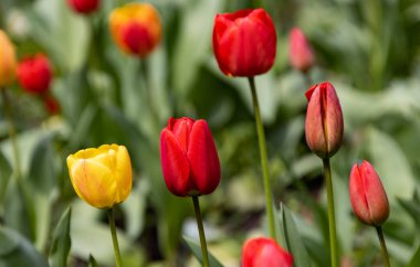 Renkli laleleri olan renkli bahar çiçek tarhı. Kırmızı ve sarı laleli çiçek tarhı. Laleli güzel kartpostal. Kartpostal tasarımı için bahar botanik arka planı
