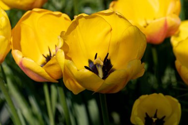Renkli laleleri olan renkli bahar çiçek tarhı. Kırmızı ve sarı laleli çiçek tarhı. Laleli güzel kartpostal. Kartpostal tasarımı için bahar botanik arka planı