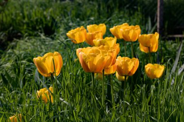 Renkli laleleri olan renkli bahar çiçek tarhı. Kırmızı ve sarı laleli çiçek tarhı. Laleli güzel kartpostal. Kartpostal tasarımı için bahar botanik arka planı