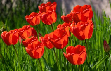 Renkli laleleri olan renkli bahar çiçek tarhı. Kırmızı ve sarı laleli çiçek tarhı. Laleli güzel kartpostal. Kartpostal tasarımı için bahar botanik arka planı