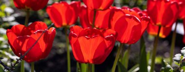 Renkli laleleri olan renkli bahar çiçek tarhı. Kırmızı ve sarı laleli çiçek tarhı. Laleli güzel kartpostal. Kartpostal tasarımı için bahar botanik arka planı