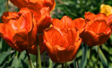 Renkli laleleri olan renkli bahar çiçek tarhı. Kırmızı ve sarı laleli çiçek tarhı. Laleli güzel kartpostal. Kartpostal tasarımı için bahar botanik arka planı