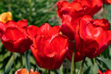 Renkli laleleri olan renkli bahar çiçek tarhı. Kırmızı ve sarı laleli çiçek tarhı. Laleli güzel kartpostal. Kartpostal tasarımı için bahar botanik arka planı