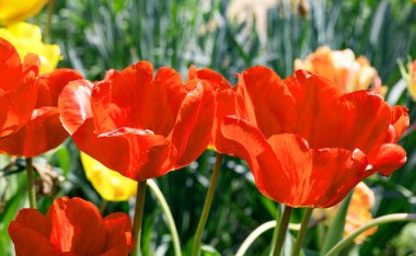 Renkli laleleri olan renkli bahar çiçek tarhı. Kırmızı ve sarı laleli çiçek tarhı. Laleli güzel kartpostal. Kartpostal tasarımı için bahar botanik arka planı