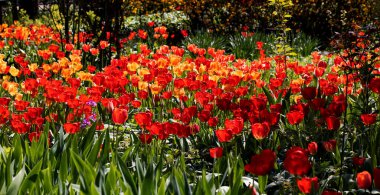 Renkli laleleri olan renkli bahar çiçek tarhı. Kırmızı ve sarı laleli çiçek tarhı. Laleli güzel kartpostal. Kartpostal tasarımı için bahar botanik arka planı