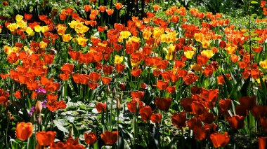 Renkli laleleri olan renkli bahar çiçek tarhı. Kırmızı ve sarı laleli çiçek tarhı. Laleli güzel kartpostal. Kartpostal tasarımı için bahar botanik arka planı