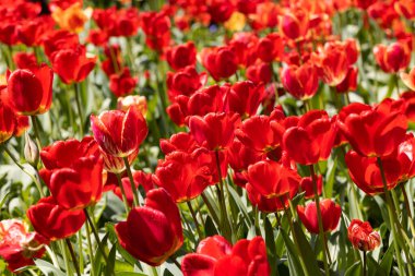 Renkli laleleri olan renkli bahar çiçek tarhı. Kırmızı ve sarı laleli çiçek tarhı. Laleli güzel kartpostal. Kartpostal tasarımı için bahar botanik arka planı