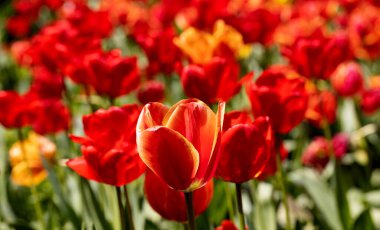 Renkli laleleri olan renkli bahar çiçek tarhı. Kırmızı ve sarı laleli çiçek tarhı. Laleli güzel kartpostal. Kartpostal tasarımı için bahar botanik arka planı