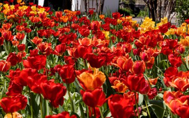Renkli laleleri olan renkli bahar çiçek tarhı. Kırmızı ve sarı laleli çiçek tarhı. Laleli güzel kartpostal. Kartpostal tasarımı için bahar botanik arka planı