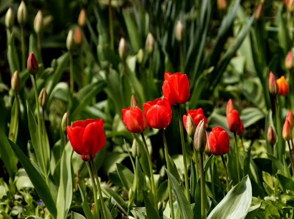 stock image Colorful spring flower bed with colorful tulips. Flowerbed with red and yellow tulips. Beautiful postcard with tulips. Spring botanical background for postcard design