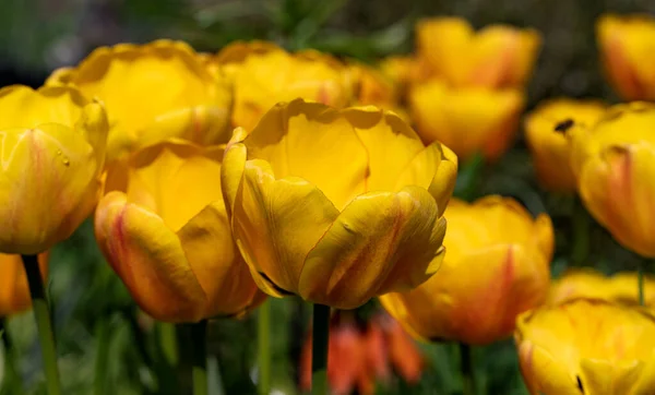 カラフルなチューリップとカラフルな春の花壇 赤と黄色のチューリップで花を咲かせます チューリップの美しいポストカード はがきデザインのための春の植物の背景 — ストック写真