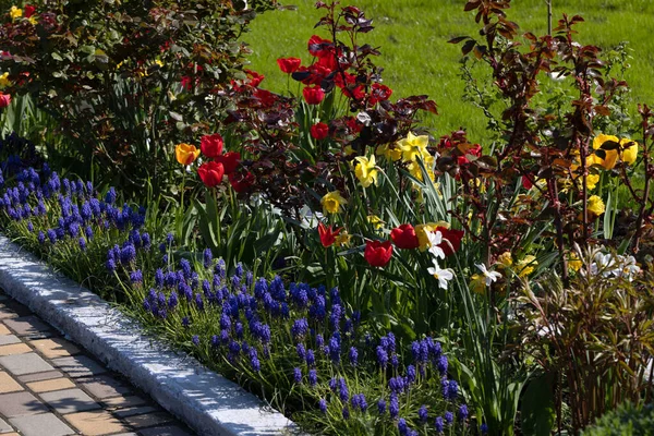 Kolorowe Wiosenne Łóżko Kolorowymi Tulipanami Kwietnik Czerwonymi Żółtymi Tulipanami Piękna — Zdjęcie stockowe