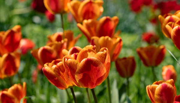 Барвиста Весняна Клумба Різнокольоровими Тюльпанами Клумба Червоними Жовтими Тюльпанами Прекрасна — стокове фото
