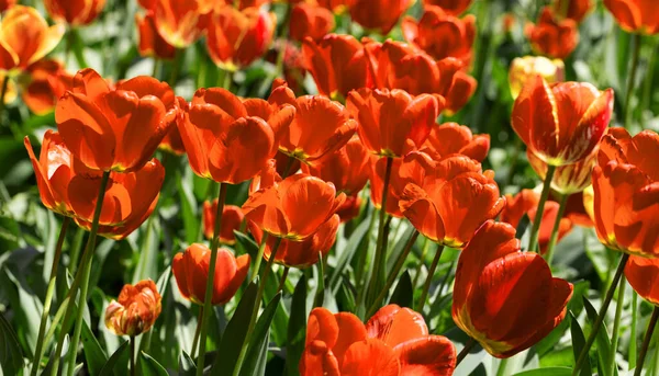 Renkli laleleri olan renkli bahar çiçek tarhı. Kırmızı ve sarı laleli çiçek tarhı. Laleli güzel kartpostal. Kartpostal tasarımı için bahar botanik arka planı