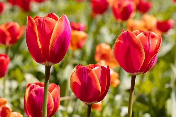 Buntes Frühlingsblumenbeet Mit Bunten Tulpen Blumenbeet Mit Roten Und Gelben — Stockfoto