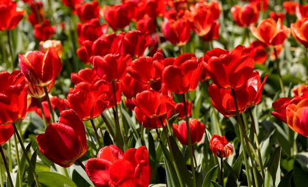 Buntes Frühlingsblumenbeet Mit Bunten Tulpen Blumenbeet Mit Roten Und Gelben — Stockfoto