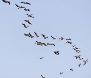 Mavi gökyüzüne karşı uçan bir pelikan sürüsü.
