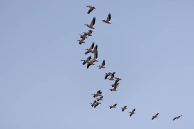 Mavi gökyüzüne karşı uçan bir pelikan sürüsü.
