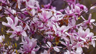 Pembe manolya liliflora çiçekleri. Woody orkide ağacı tamamen çiçek açmış. Manolya ilkbaharda çiçek açar. Narin pembe manolya çiçekleri baharda açar. Kartpostal tasarımı için bahar çiçeği manzarası