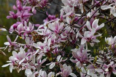 Pembe manolya liliflora çiçekleri. Woody orkide ağacı tamamen çiçek açmış. Manolya ilkbaharda çiçek açar. Narin pembe manolya çiçekleri baharda açar. Kartpostal tasarımı için bahar çiçeği manzarası