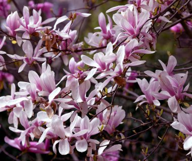 Pembe manolya liliflora çiçekleri. Woody orkide ağacı tamamen çiçek açmış. Manolya ilkbaharda çiçek açar. Narin pembe manolya çiçekleri baharda açar. Kartpostal tasarımı için bahar çiçeği manzarası