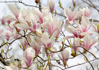 Pembe manolya liliflora çiçekleri. Woody orkide ağacı tamamen çiçek açmış. Manolya ilkbaharda çiçek açar. Narin pembe manolya çiçekleri baharda açar. Kartpostal tasarımı için bahar çiçeği manzarası