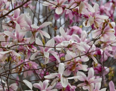 Pembe manolya liliflora çiçekleri. Woody orkide ağacı tamamen çiçek açmış. Manolya ilkbaharda çiçek açar. Narin pembe manolya çiçekleri baharda açar. Kartpostal tasarımı için bahar çiçeği manzarası