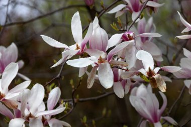 Pembe manolya liliflora çiçekleri. Woody orkide ağacı tamamen çiçek açmış. Manolya ilkbaharda çiçek açar. Narin pembe manolya çiçekleri baharda açar. Kartpostal tasarımı için bahar çiçeği manzarası