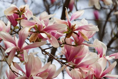 Pembe manolya liliflora çiçekleri. Woody orkide ağacı tamamen çiçek açmış. Manolya ilkbaharda çiçek açar. Narin pembe manolya çiçekleri baharda açar. Kartpostal tasarımı için bahar çiçeği manzarası