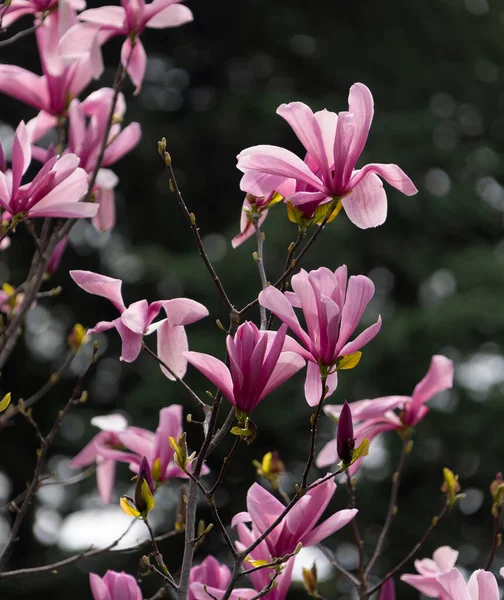 Pink magnolia liliflora flowers. Woody orchid tree in full bloom. Magnolia blooms in spring. Delicate pink magnolia flowers bloom in spring. Spring flower landscape for postcard design