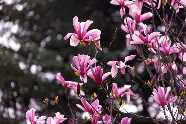 Розовая Магнолия Лилифлора Цветы Дерево Орхидей Полном Расцвете Магнолия Расцветает — стоковое фото