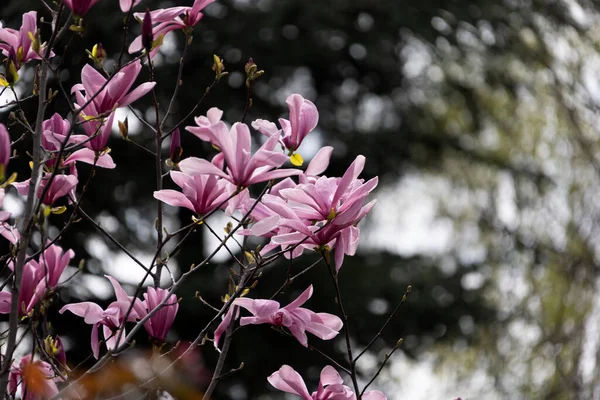 Розовая Магнолия Лилифлора Цветы Дерево Орхидей Полном Расцвете Магнолия Расцветает — стоковое фото