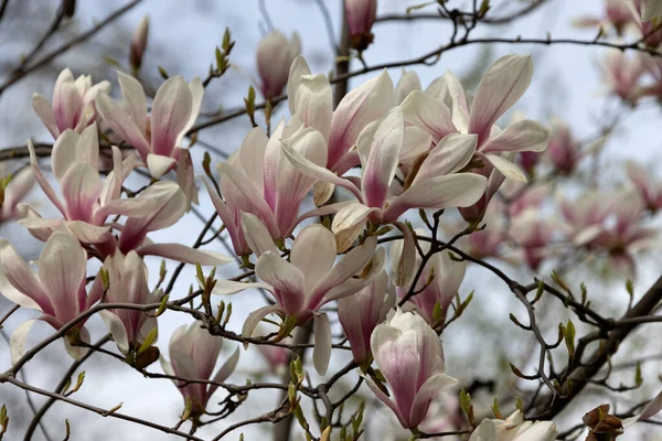 Pink magnolia liliflora flowers. Woody orchid tree in full bloom. Magnolia blooms in spring. Delicate pink magnolia flowers bloom in spring. Spring flower landscape for postcard design