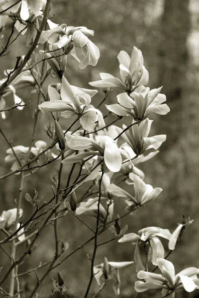 Flores Magnolia Liliflora Rosa Árbol Orquídea Leñosa Plena Floración Magnolia — Foto de Stock
