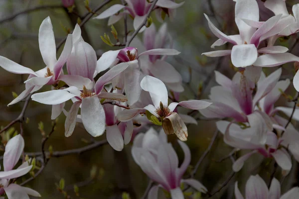 Pink Magnolia Liliflora Flowers Woody Orchid Tree Full Bloom Magnolia — Stock Photo, Image