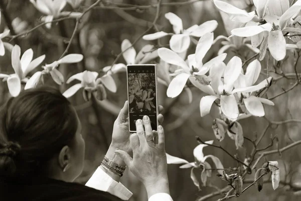 Рожеві Квіти Магнолії Лілії Дерев Яна Орхідея Повному Розквіті Цвіте — стокове фото