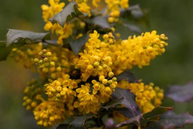 Mahnia aquiflium 'un sarı parlak çiçekleri. Böğürtlen familyasından çalı çırpı. Sarı leylak, baharda böğürtlen çiçeği. Narin sarı mahonia çiçekleri baharda açar.