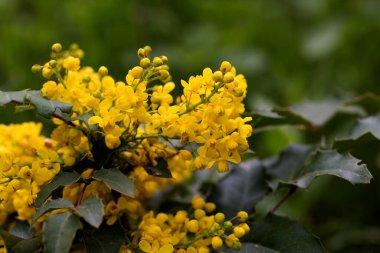 Mahonia 'nın sarı parlak çiçekleri Mahnia aquifliu. Böğürtlen familyasından çalı çırpı. Sarı leylak, baharda böğürtlen çiçeği. Narin sarı mahonia çiçekleri baharda açar.