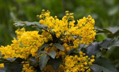 Mahnia aquiflium 'un sarı parlak çiçekleri. Böğürtlen familyasından çalı çırpı. Sarı leylak, baharda böğürtlen çiçeği. Narin sarı mahonia çiçekleri baharda açar.