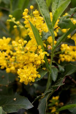 Mahnia aquiflium 'un sarı parlak çiçekleri. Böğürtlen familyasından çalı çırpı. Sarı leylak, baharda böğürtlen çiçeği. Narin sarı mahonia çiçekleri baharda açar.