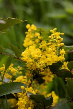 Mahnia aquiflium 'un sarı parlak çiçekleri. Böğürtlen familyasından çalı çırpı. Sarı leylak, baharda böğürtlen çiçeği. Narin sarı mahonia çiçekleri baharda açar.