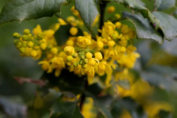 Gelbe Leuchtende Blüten Der Mahonia Mahnia Aquiflium Strauch Mahonie Der — Stockfoto